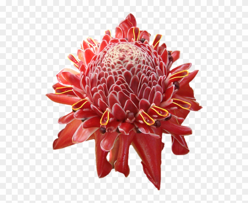 Bloom Flower, Tropical, Hawaii, Red, Orange, Petals, - Tropics #292372