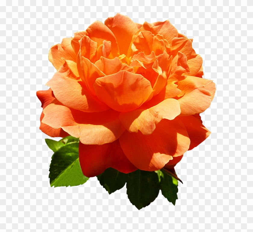Head Of Orange Rose Flower - Orange Rose Flowers Png #292385