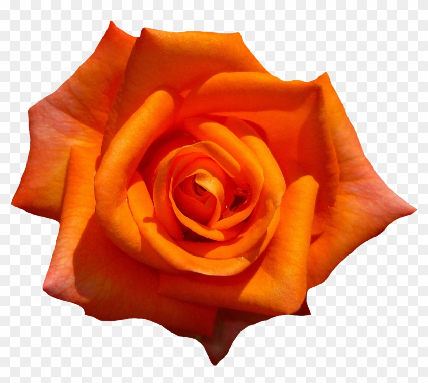 Orange Flower Png Download - Orange Flower Png #292412