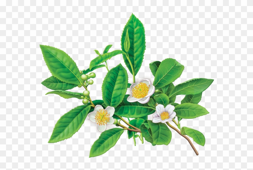 28 Collection Of Camellia Sinensis Drawing - Camellia Sinensis Green Tea #292428