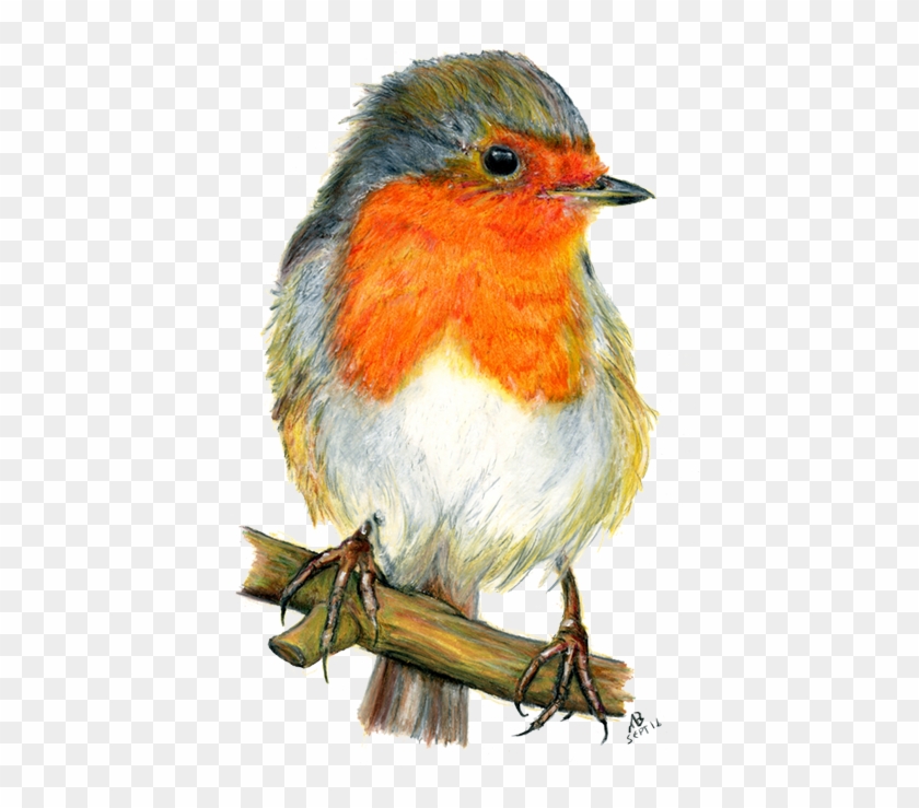 Robin Red Breast, Watercolour Pencil Drawing - Watercolor Pencil Bird #292454