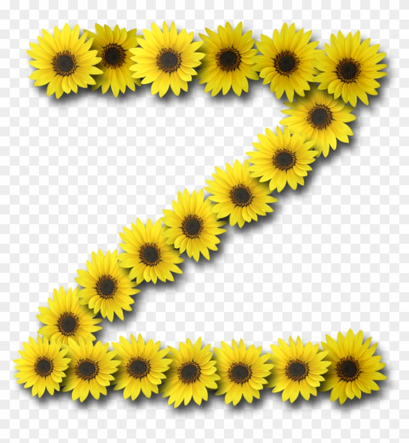 Capital Letter Z1 Sunflower - Common Sunflower #292499