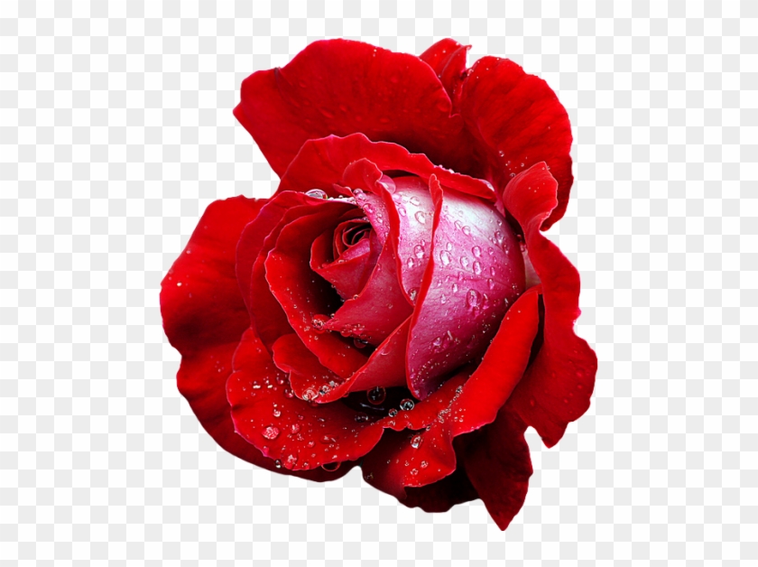 Red Hybrid Tea Rose “candella - Red Hybrid Flower #292501