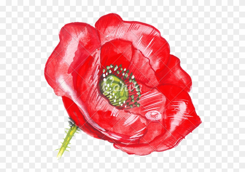 Free Illustration Poppy Flower Purple - Transparent Poppy Red #292505