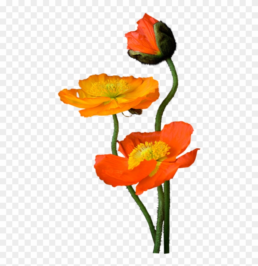 Poppies - Flower #292541