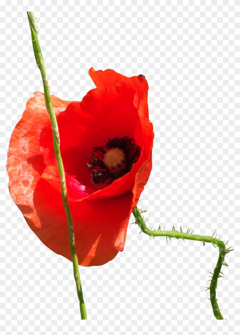 Poppy Flower Png By Adagem Poppy Flower Png By Adagem - Poppy #292554