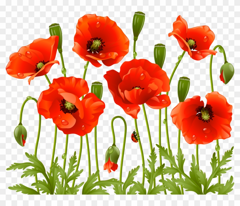 Digital - Poppy Png #292558