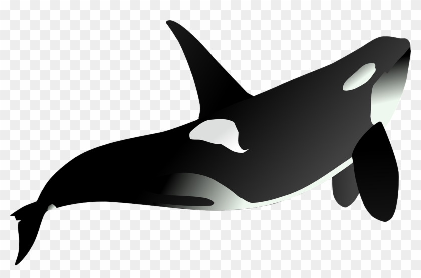 Killer Whale Clip Art - Killer Whale Clip Art #292684