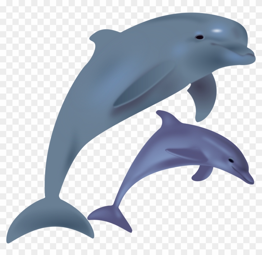 Dolphin Transparent #292737