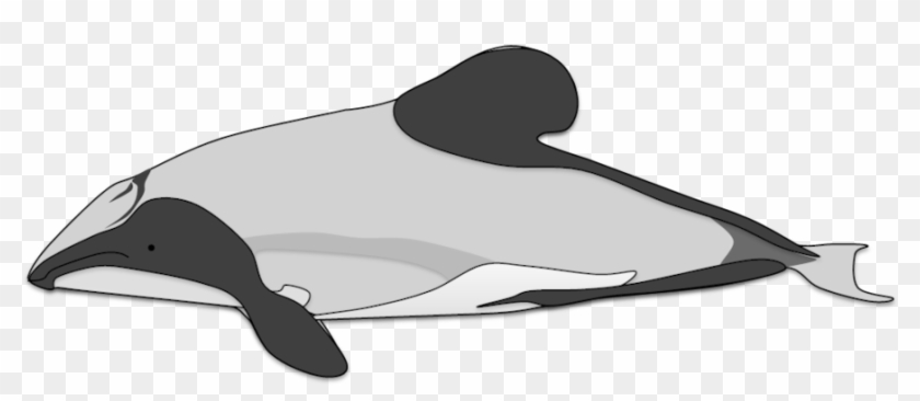 Hector's Dolphin By Adamzt2 - Draw A Hector Dolphin #292745