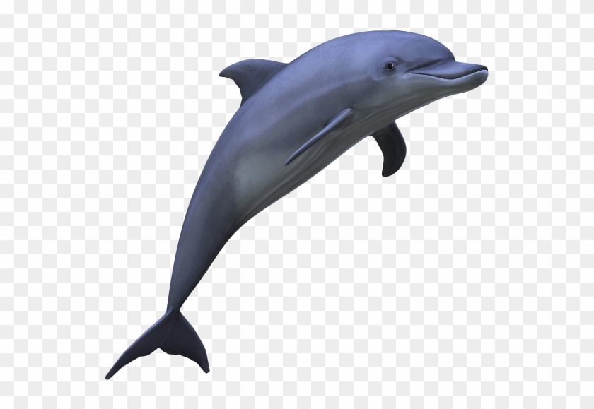 Dolphin Medium Size Png - Dolphin Png #292779