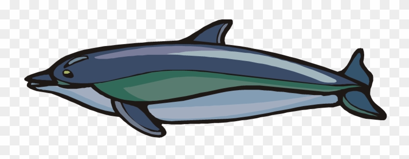 Striped Dolphin - Shark #292804