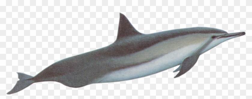 Dolphines Clipart Baiji - River Dolphin #292817