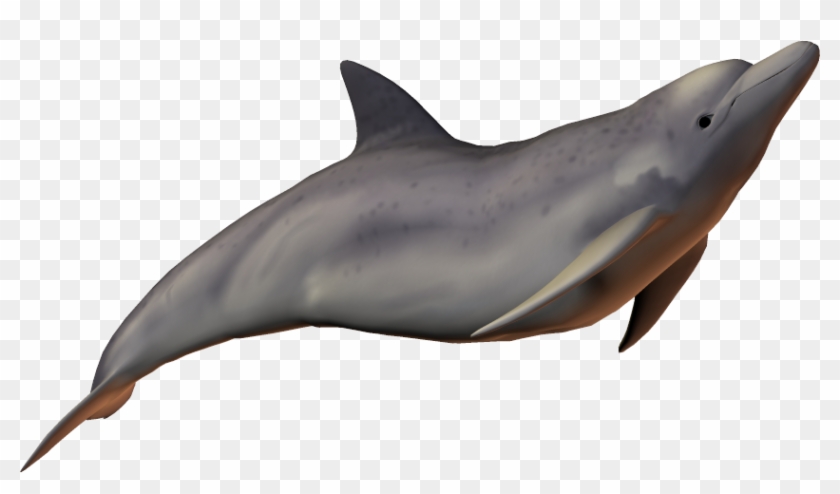 Dolphines Clipart Baiji - Dolphin Transparent Background #292826
