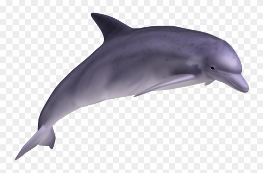 Dolphin Transparent Png - Dolphin Png #292829