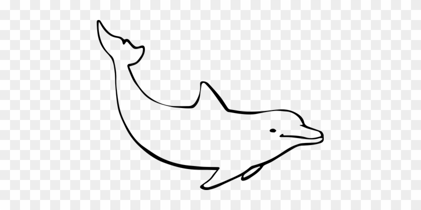 Dolphin Ocean Mammal Nature Marine Animal - Drawing Of A Dolphin #292831