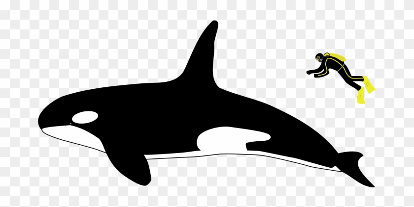 Killer Whale Clipart Kid - Killer Whale Vs Great White Shark Size #292833