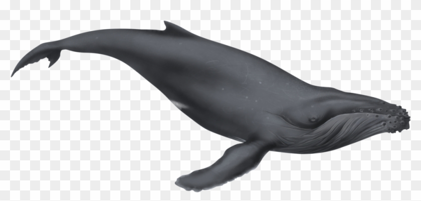 More Like Creatures By Notcroutons - Humpback Whale Clipart #292890