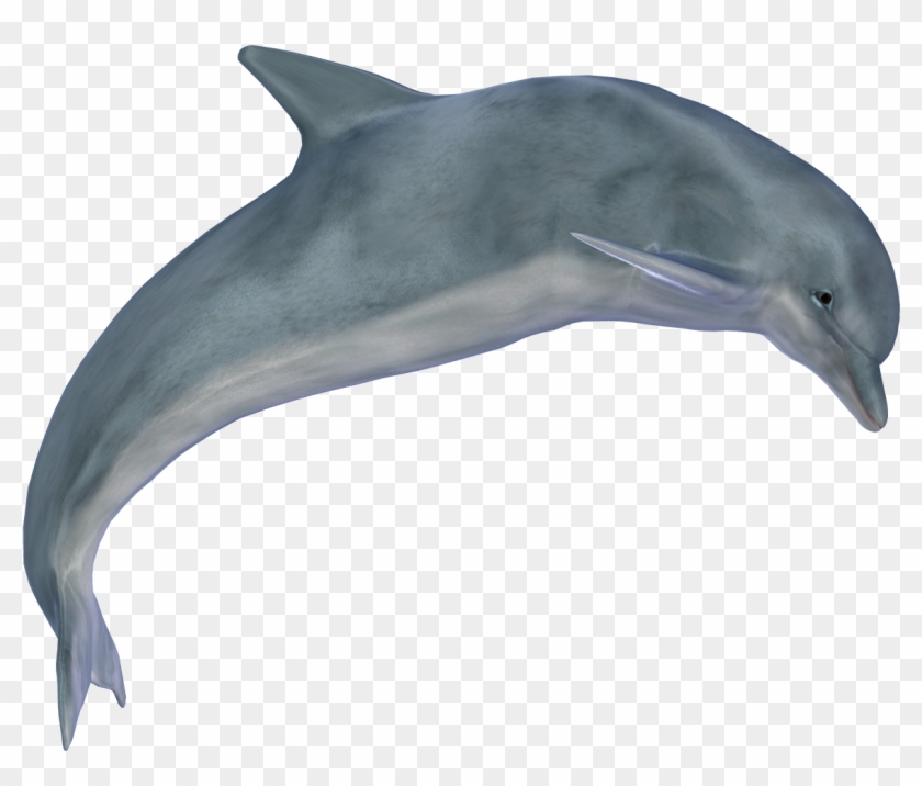 Dolphin Transparent Png Photo - Dolphin Png #292903