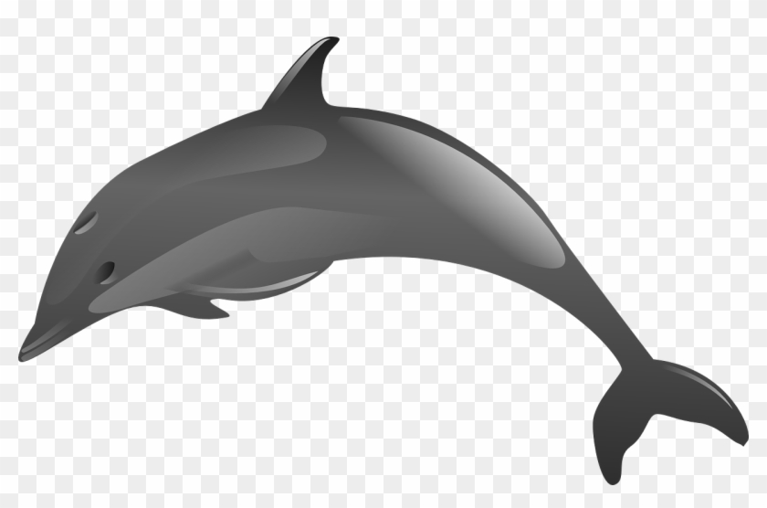 Spinner Dolphin Clip Art - Spinner Dolphin Clip Art #292977