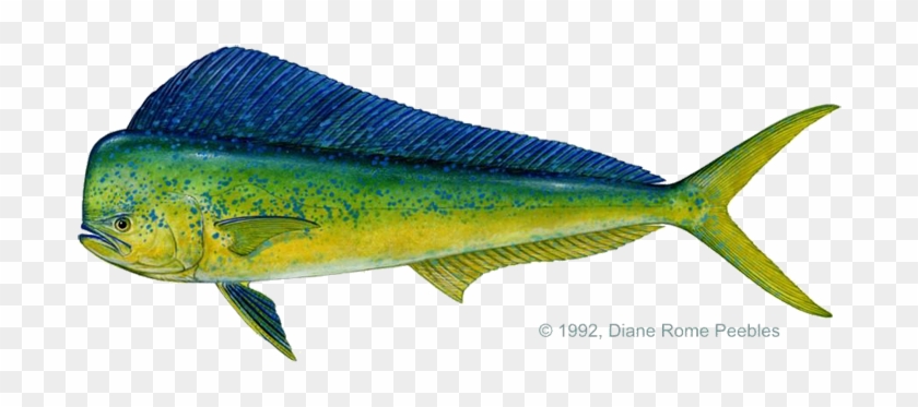 Mahi Dolphin Fish Clipart - Marlin Fish Vs Swordfish #292993