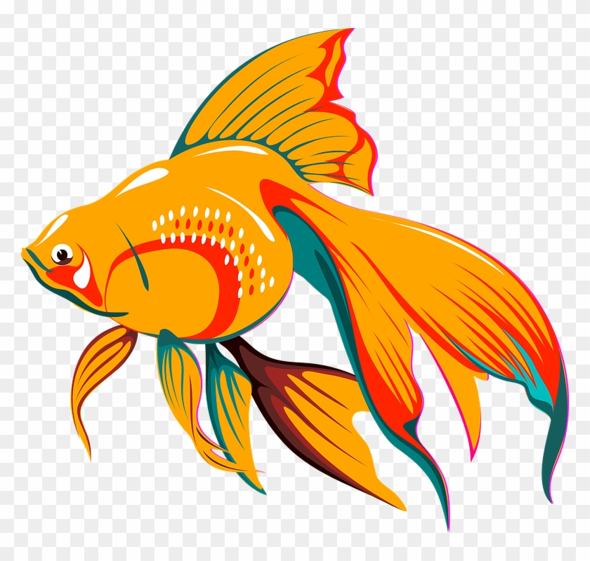 Fish Asian Tail Golden Exotic Tropical Fin - Fish Clipart Vector #293005