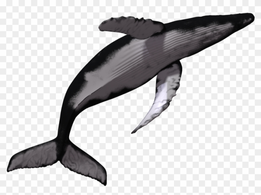 Image - Humpback Whale White Background #293020