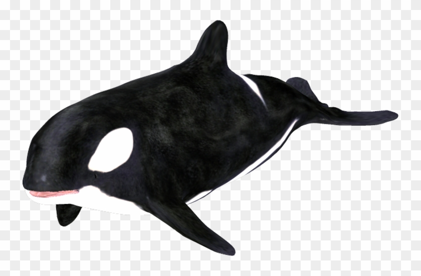 Killer Whale #293027