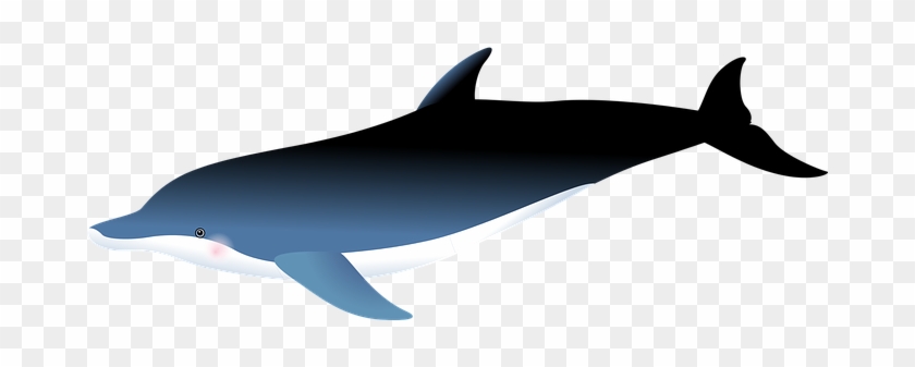 Dolphin Sea Fish Fishes Marine Life Underw - Vector Graphics #293065
