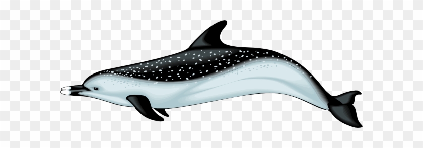 Dolphine Vector #293081