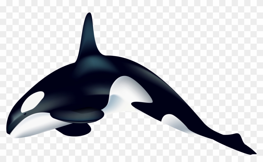 Killer Whale Clip Art - Killer Whale Clip Art #293480