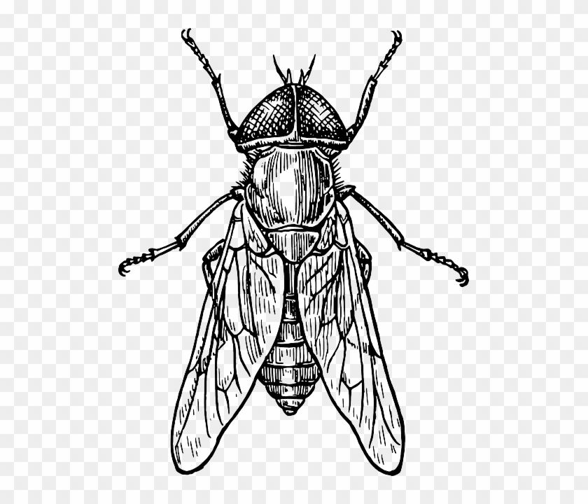 Drawing, Bug, Fly, Wings, Insect, Gadfly - Insect Black And White #293586