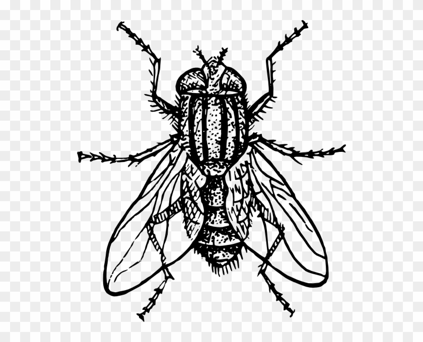 House Fly Svg Clip Arts 534 X 600 Px - House Fly Black And White #293587
