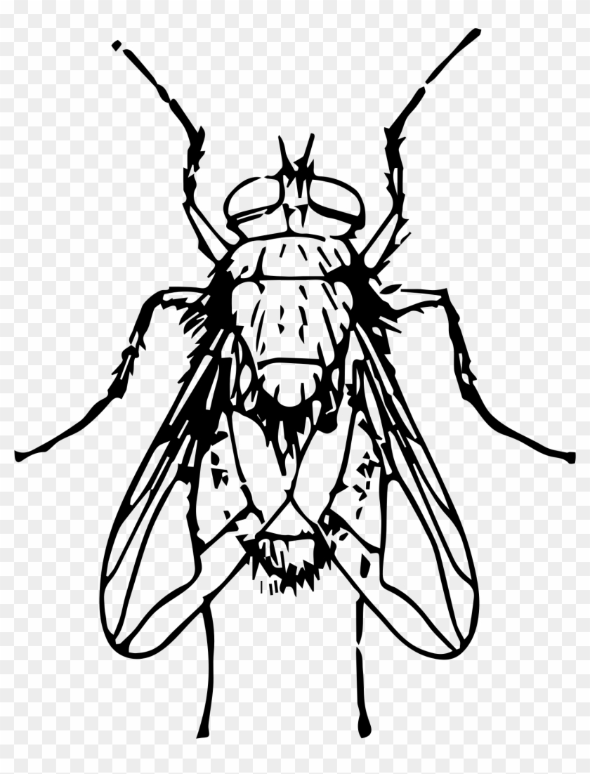 Big Image - Blow Fly Clip Art #293588