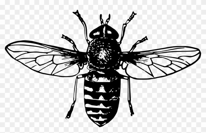 Animal Flies Fly Insect Png Image - Clip Art Honey Bee #293595