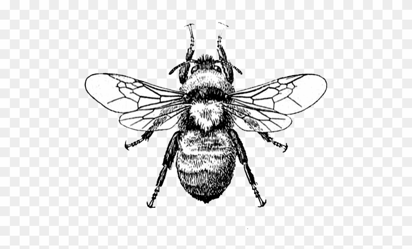 Bee Image And Dictionary Definition Dictionary Definitions - Honey Bee Drawing Png #293597