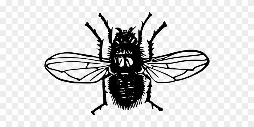 Animal, Blowfly, Fly, Insect - Wasp Black And White #293600