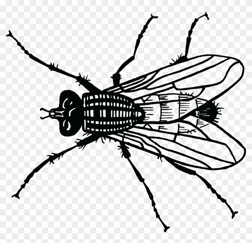 Free Clipart Of A Fly - House Fly Clipart Black And White #293628