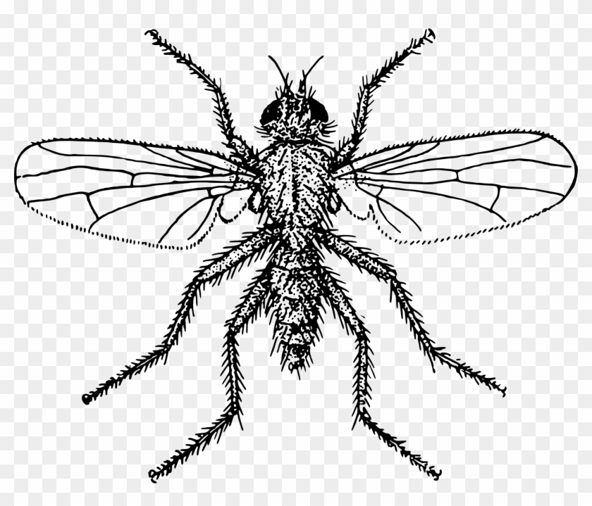 Fly 4 - Fly 4 #293637