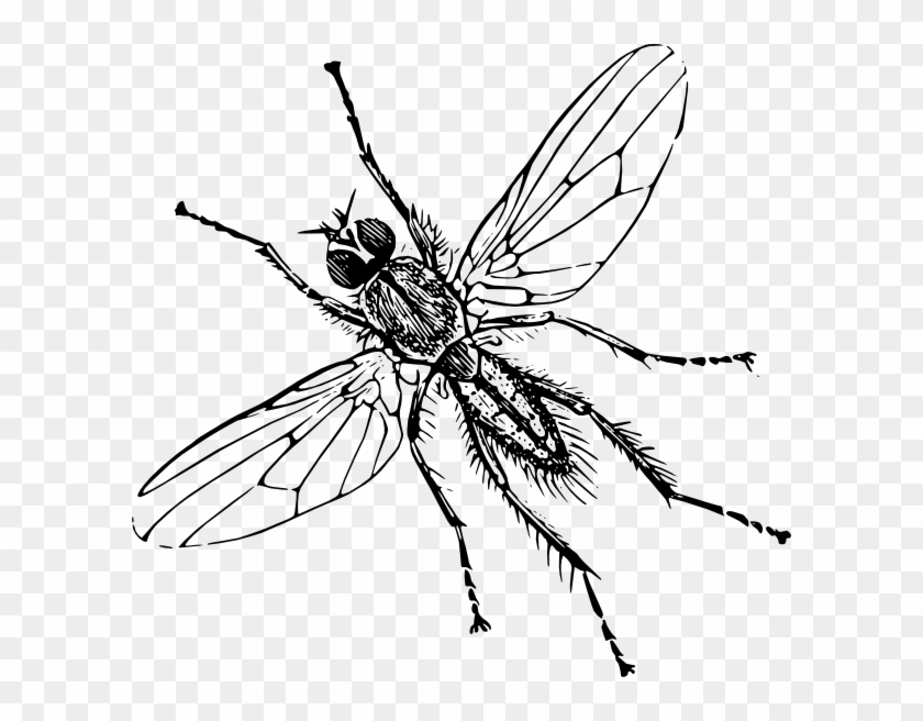 Stir Fry Central Line Drawings - Insect Clipart Black And White #293639