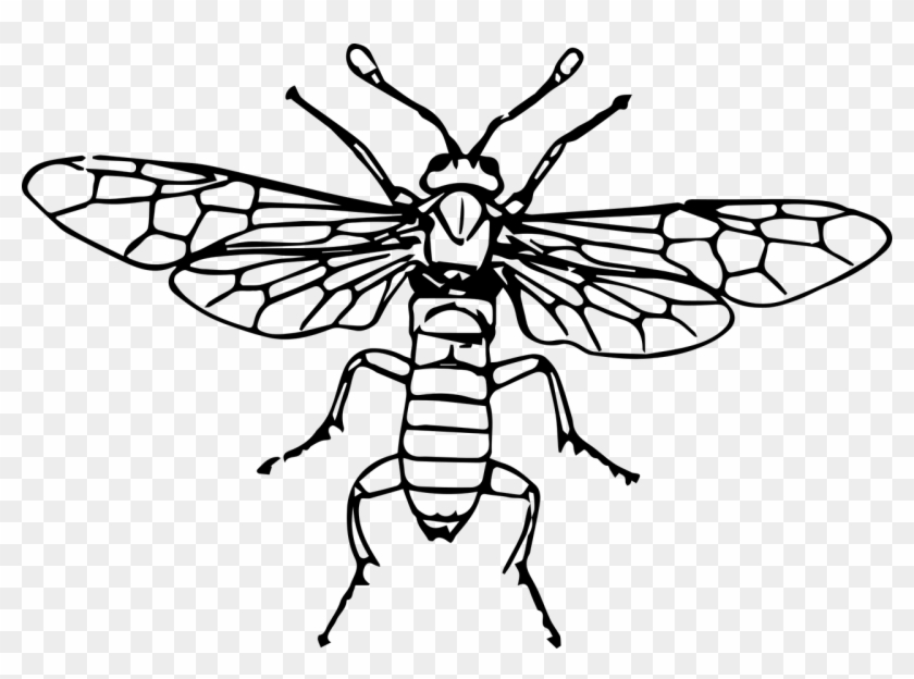 Animal Bug Fly Insect Png Image - Lalat Gergaji #293641