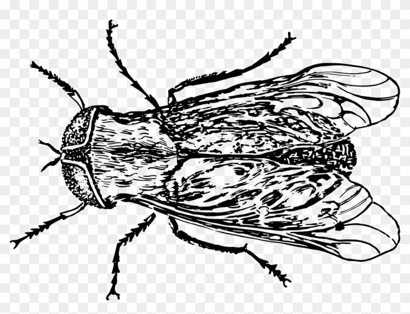 Fly Animal Biology Bug Png Image - Weevil #293665