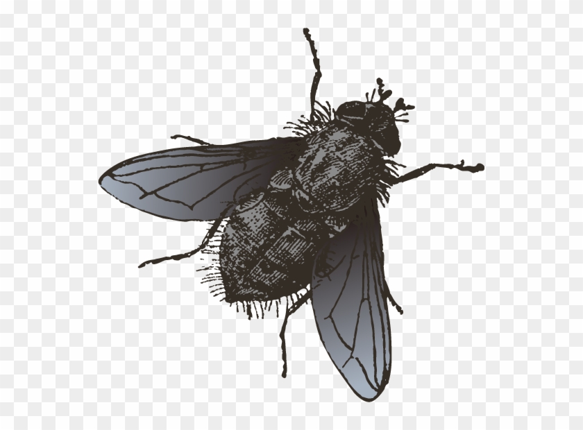 Insect Fly Illustration - Insect Fly Illustration #293682