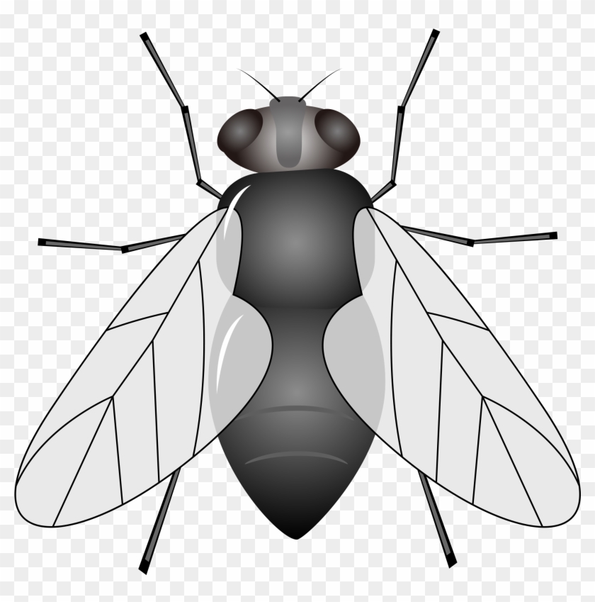 Insect Housefly Animal Clip Art - Printable Images Of Housefly #293702