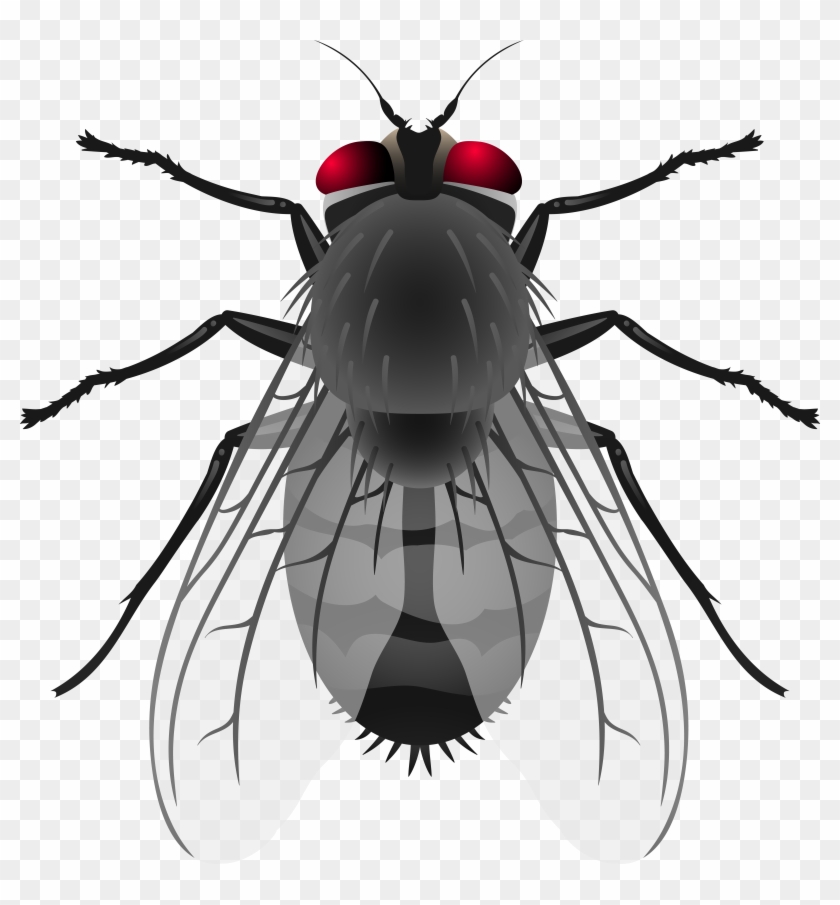 Fly Png Clip Art - Fly Png Clip Art #293740