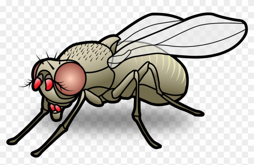 Home - House Fly Cartoon Png #293745