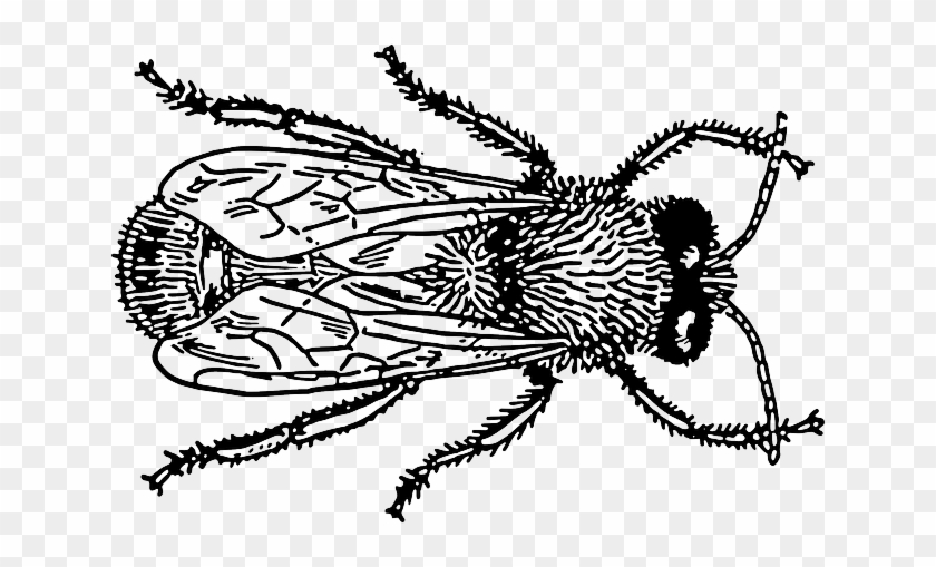 Drawing, Bug, Fly, Wings, Insect, Pest - Bugs Drawing Png #293935