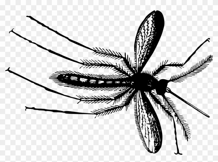 Animal, Fly, Gnat, Insect - Gnat Clip Art Png #293939