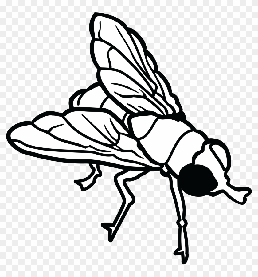 Free Clipart Of A Fly - Fly Clip Art #293976