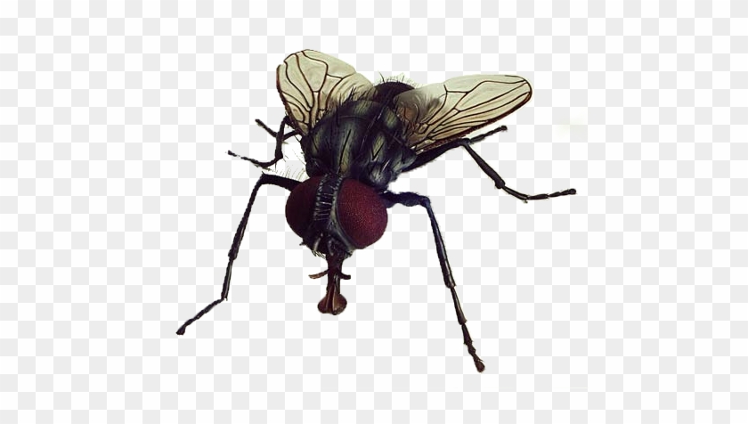 Fly Png Image - Transparent Flies Png #293985